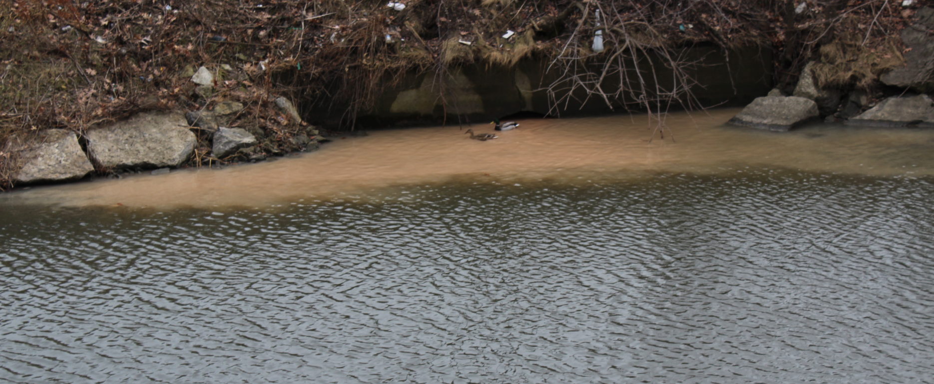 Combined sewer overflow with two ducks in the Buffalo River